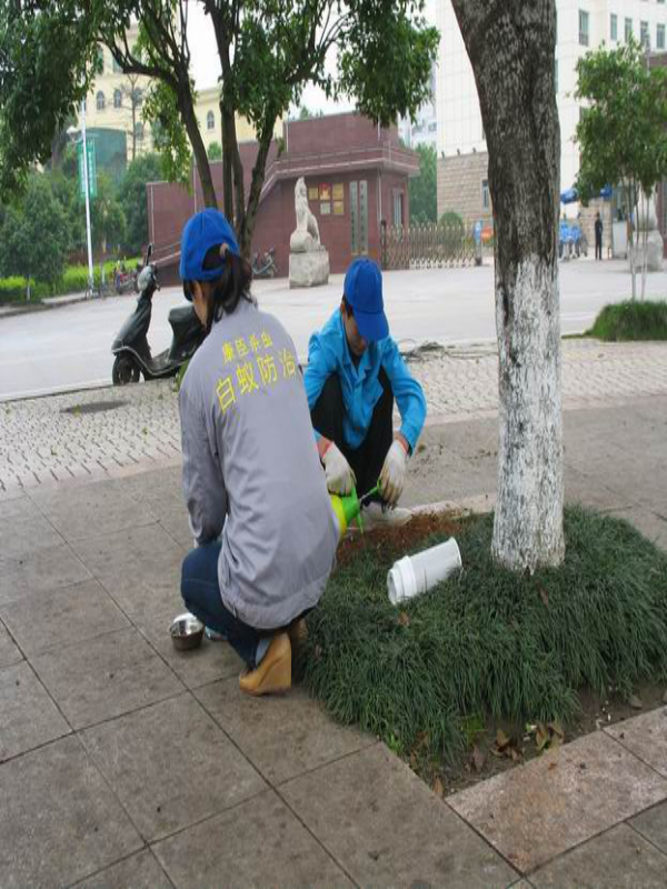 賀州廣場滅白蟻